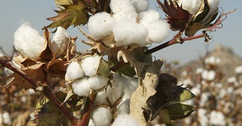 certified organic cotton